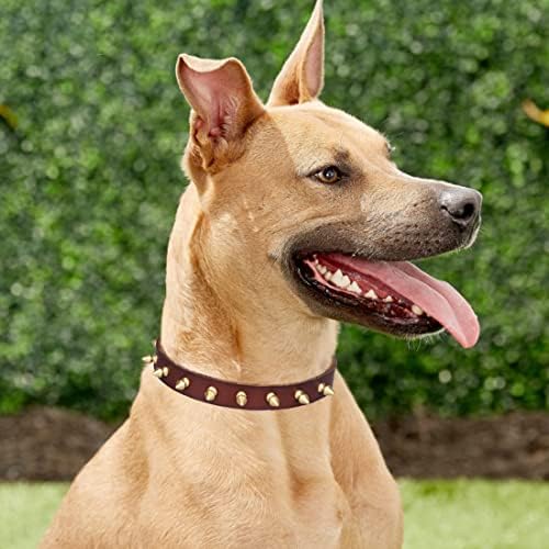 RACHEL PET Productus צווארון כלבים עור חום לכלבים קטנים בינוניים גדולים זהב צווארון כלבים משובץ בצווארון וינטג