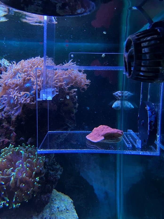 Saltwateraquarium דגים אקריליים גדולים ומלכודת מזיק
