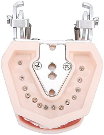 מודל שיניים סטנדרטי, 1: 1 מדומה דגם שיני שיניים ניתנות להניתוק עם דגם הדגמת תותבת שרף בטוח עמיד למברג לילדים להוראת שיניים,